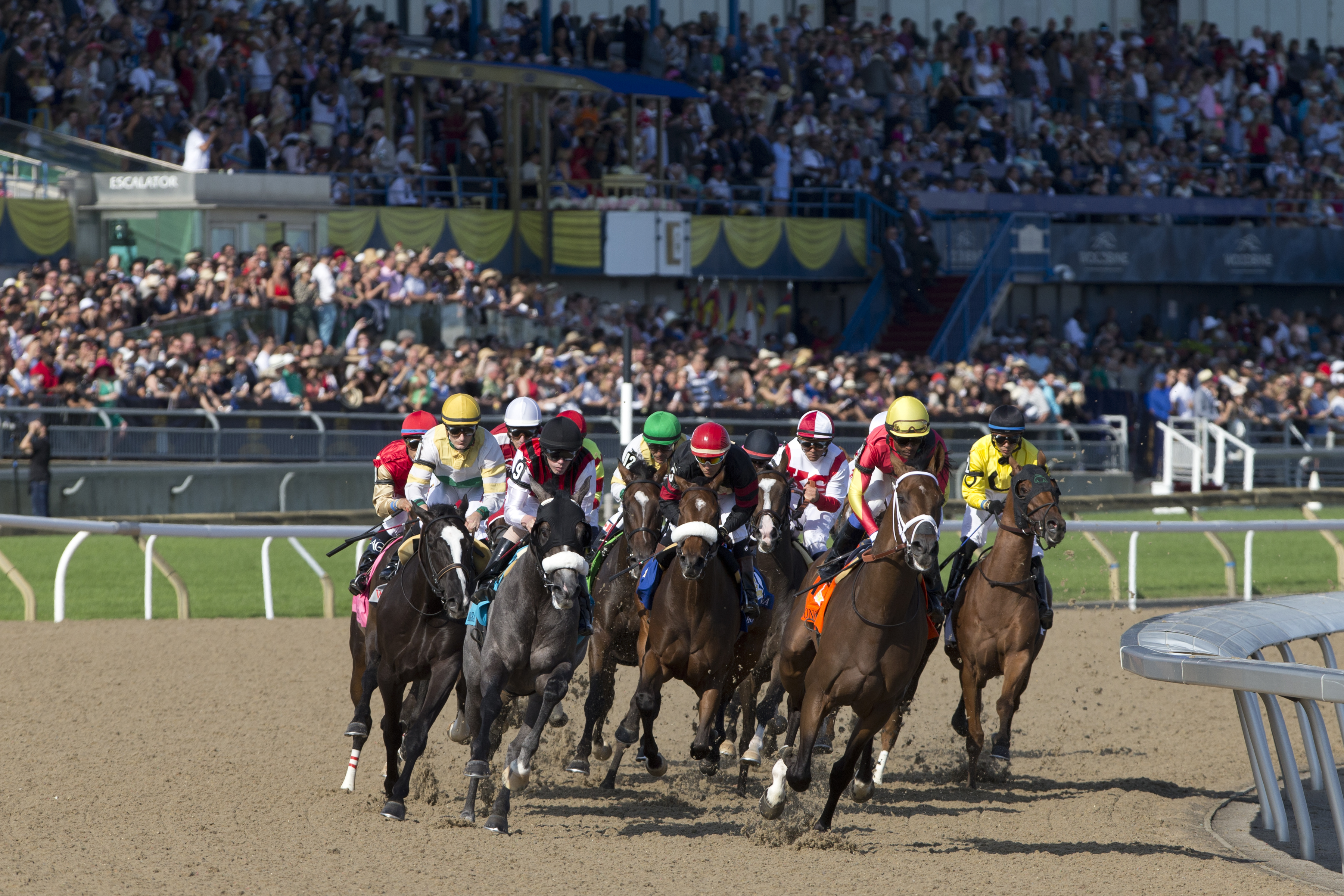 woodbine thoroughbred racing