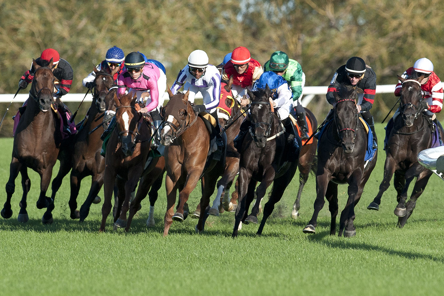 woodbine thoroughbred racing
