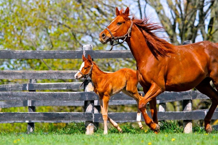 Mare Recruitment Program unveiled for Thoroughbred owners and breeders