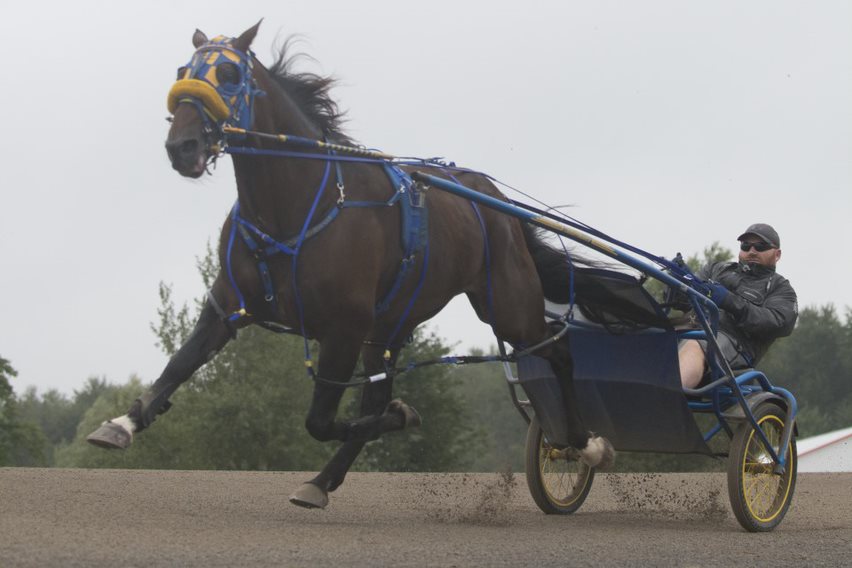 Mcwicked Back To Defend Pacing Derby Title Ontario Racing