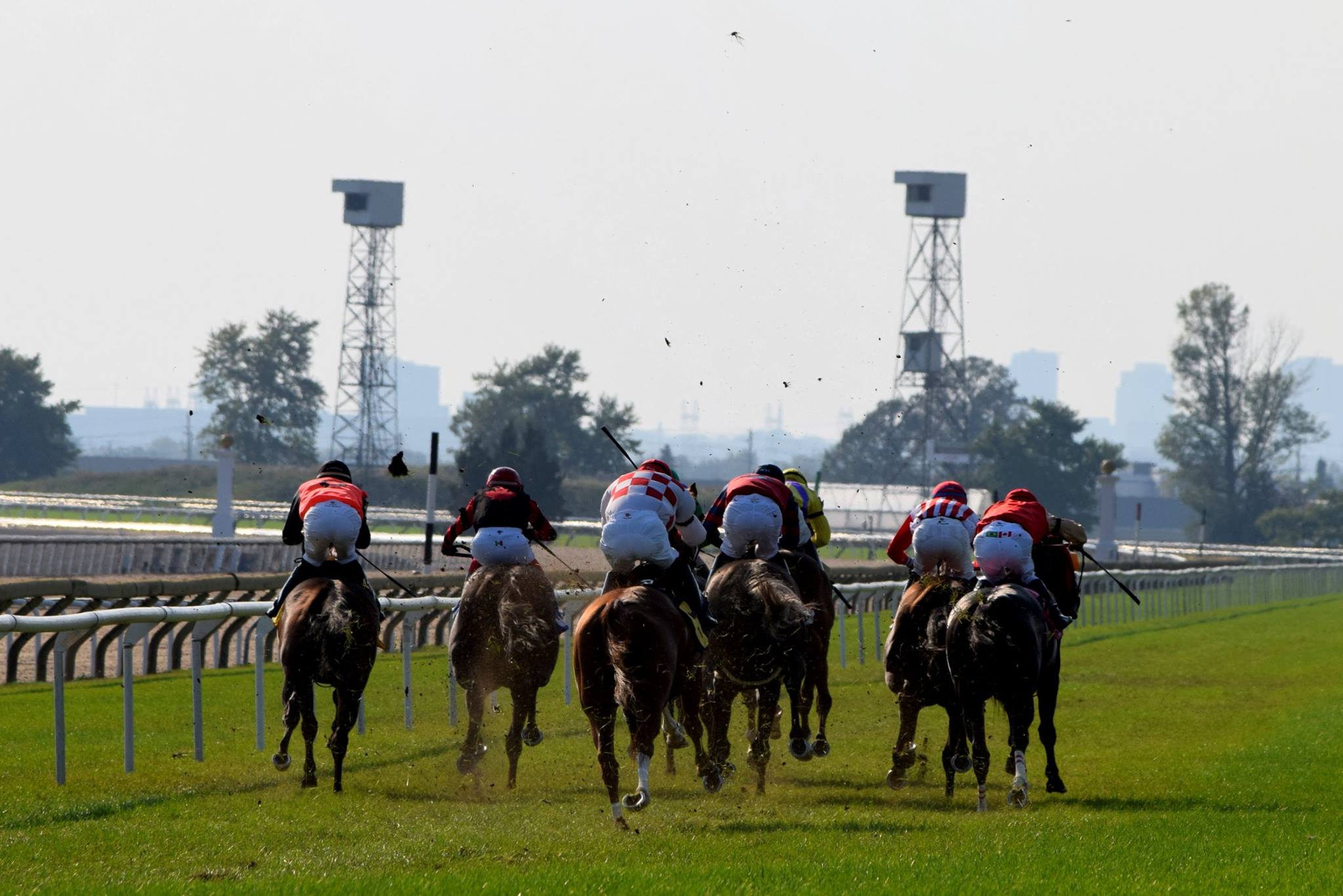 woodbine thoroughbred racing